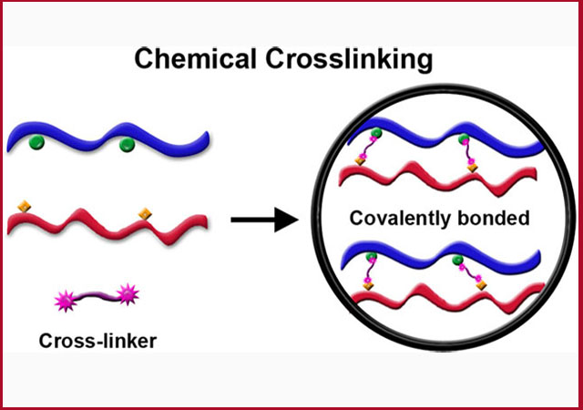 chemical crosslinking 1